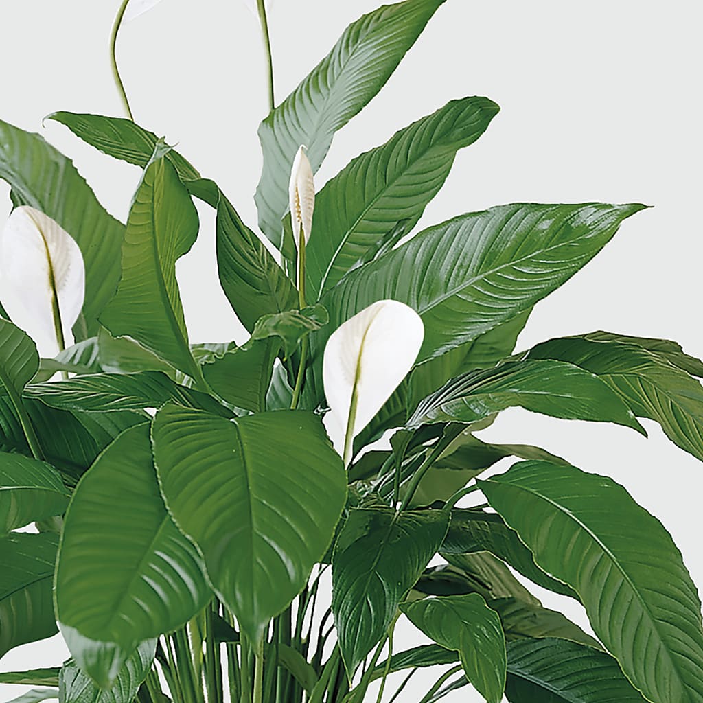 Tranquil Moments Peace Lily Plant – Margartia Flowers, Jersey City NJ