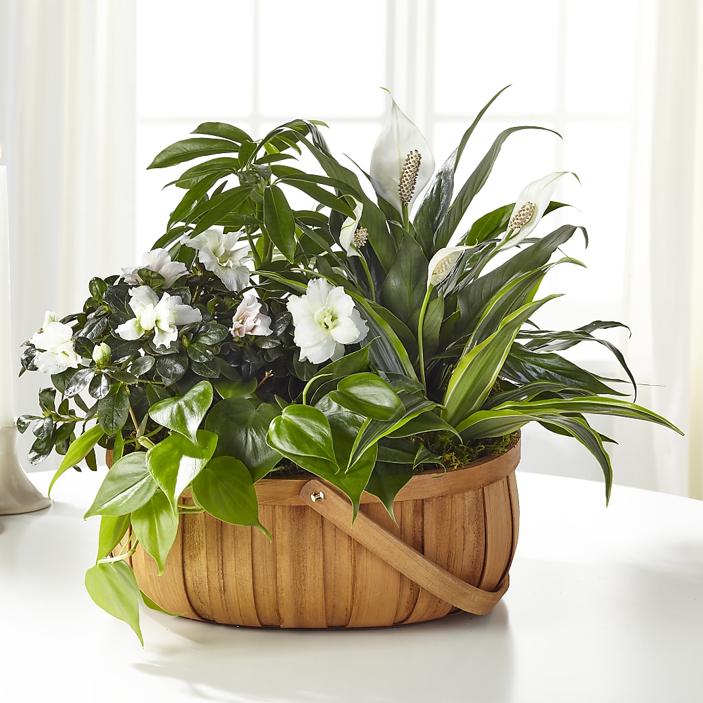 Serene Dishgarden – Margartia Flowers, Jersey City NJ