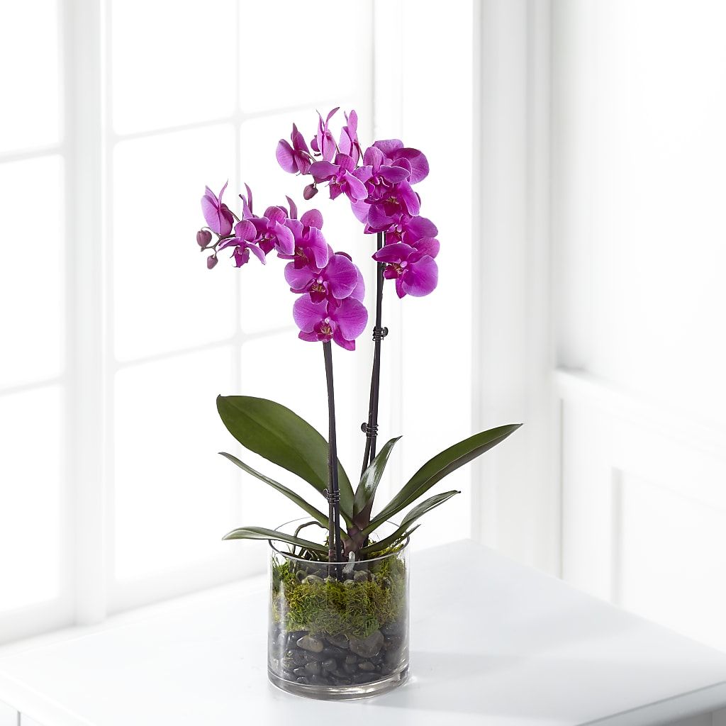 Pink Orchid Plant – Margartia Flowers, Jersey City NJ