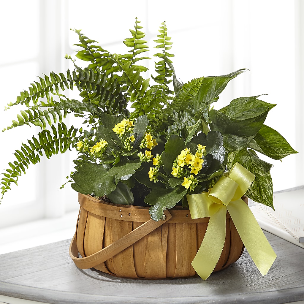 Always Dear Dishgarden – Margartia Flowers, Jersey City NJ