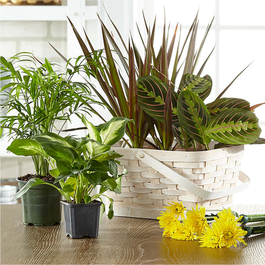 Florist Designed Blooming and Green Plants in a Basket –  Margartia Flowers, Jersey City NJ