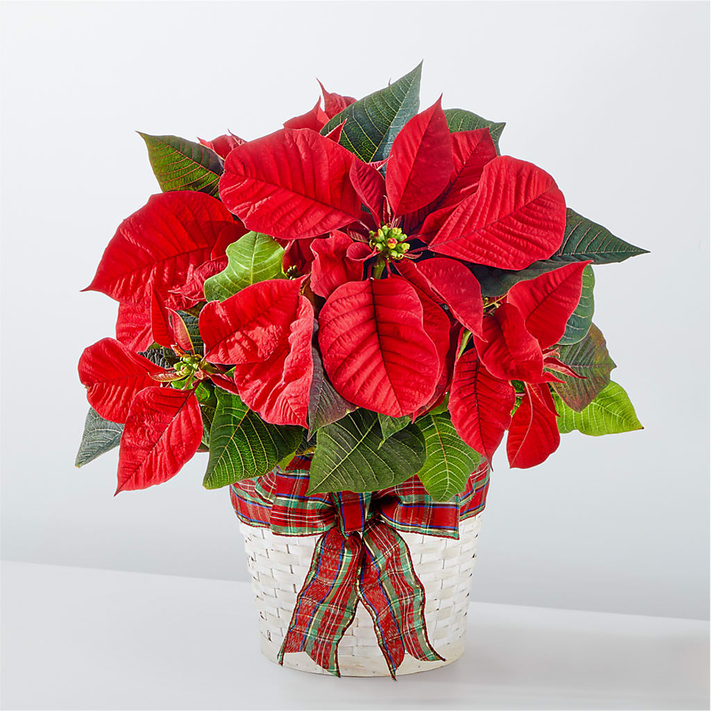 Happiest Holidays Poinsettia –  Margartia Flowers, Jersey City NJ
