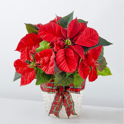 Happiest Holidays Poinsettia –  Margartia Flowers, Jersey City NJ