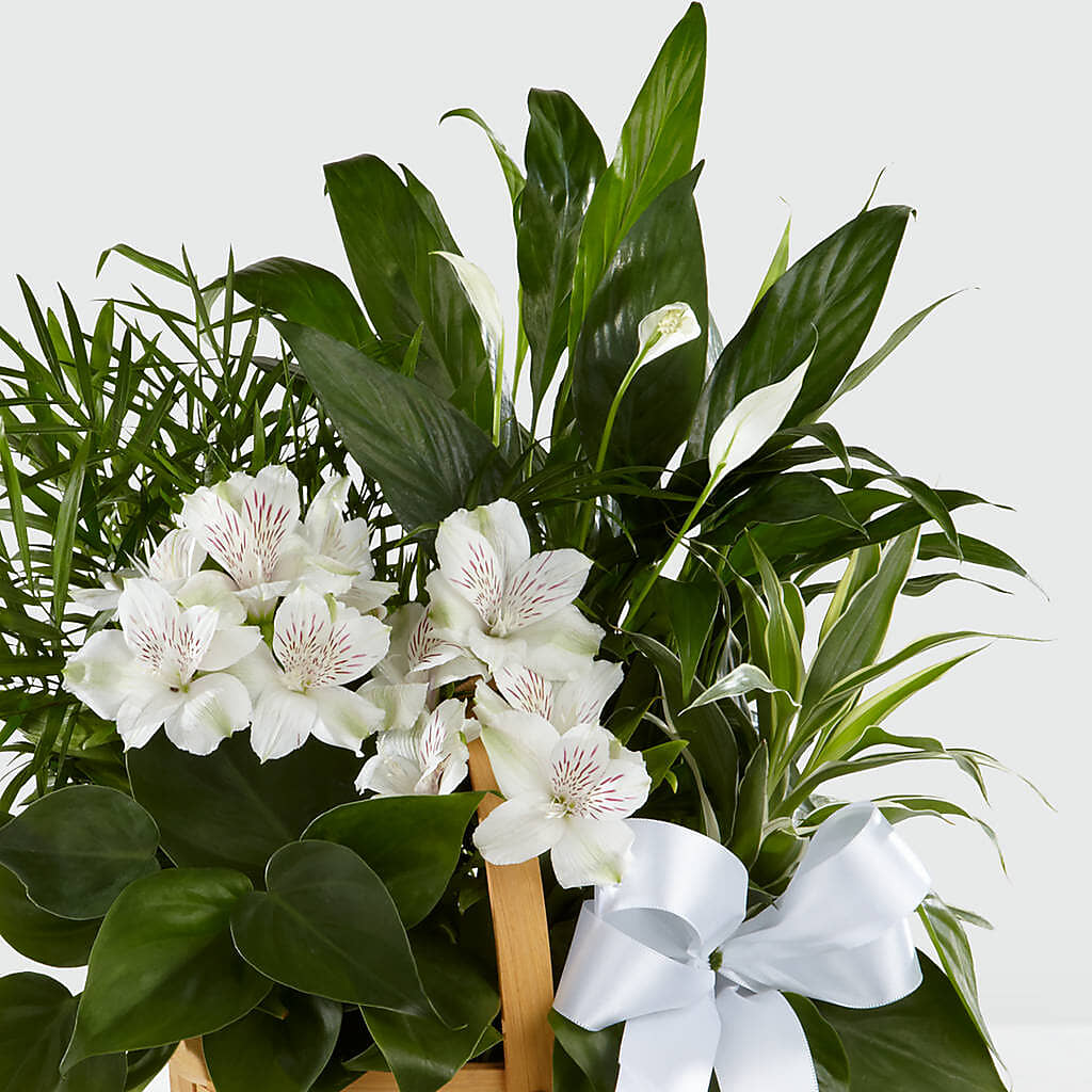 Peace & Serenity Dishgarden –  Margartia Flowers, Jersey City NJ