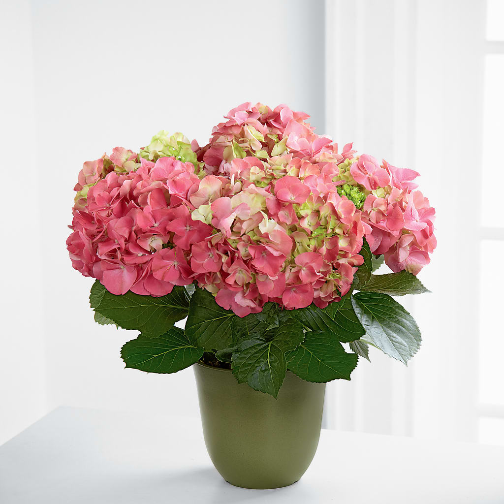Pink Hydrangea Planter –  Margartia Flowers, Jersey City NJ