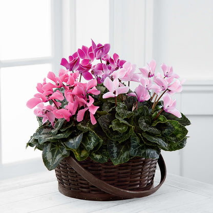 Mixed Cyclamen Planter –  Margartia Flowers, Jersey City NJ