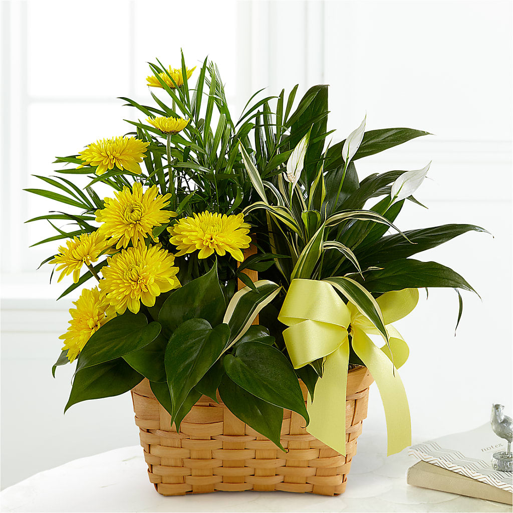 Loving Light Dishgarden –  Margartia Flowers, Jersey City NJ