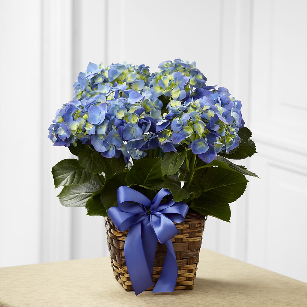 Blue Hydrangea Planter –  Margartia Flowers, Jersey City NJ