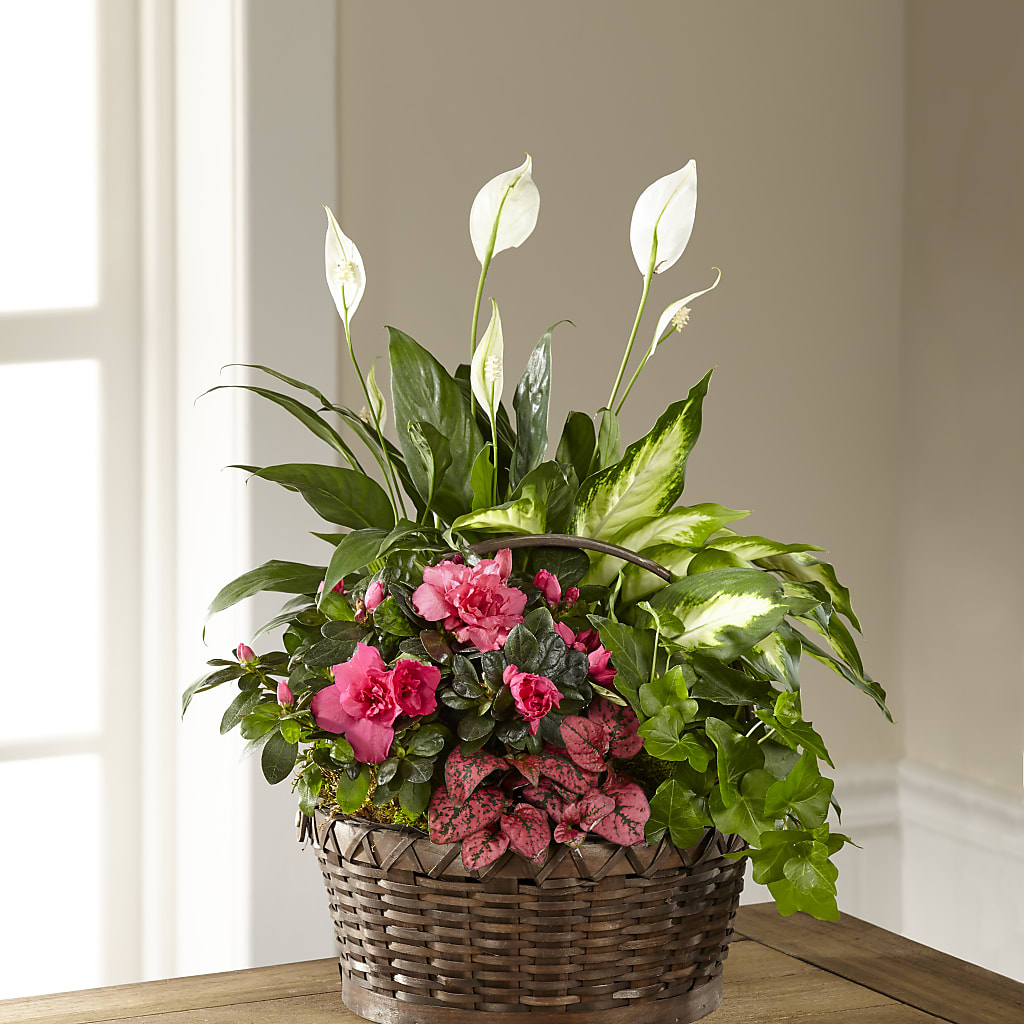 Dream in Pink Dishgarden –  Margartia Flowers, Jersey City NJ