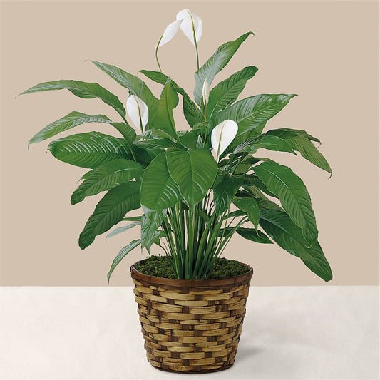 Tranquil Moments Peace Lily Plant –  Margartia Flowers, Jersey City NJ