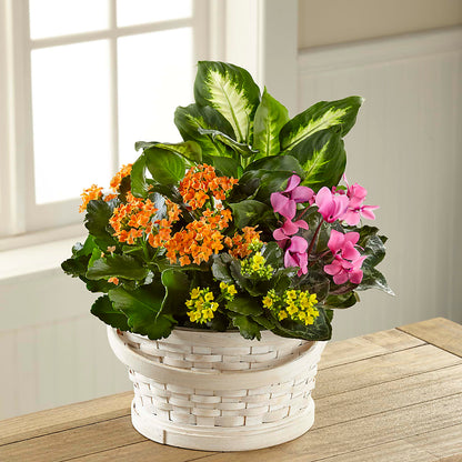 Color Crush Dishgarden –  Margartia Flowers, Jersey City NJ