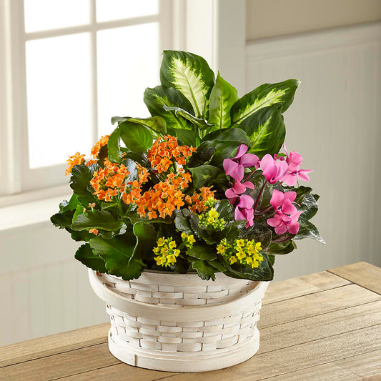 Color Crush Dishgarden –  Margartia Flowers, Jersey City NJ