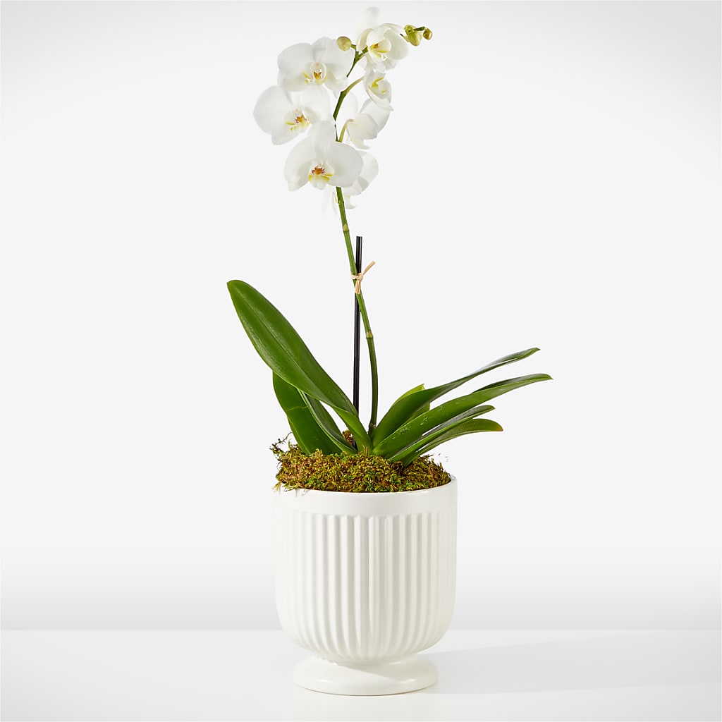 Whispering White Orchid –  Margartia Flowers, Jersey City NJ