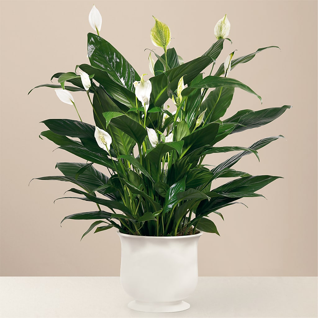 Comfort Planter –  Margartia Flowers, Jersey City NJ