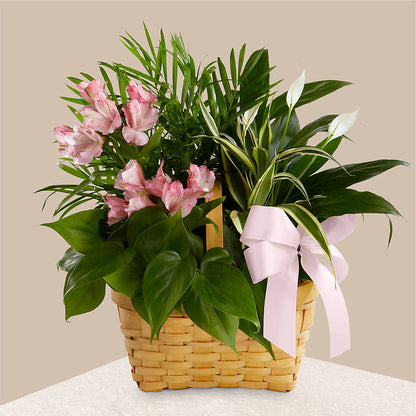 Living Spirit Dishgarden –  Margartia Flowers, Jersey City NJ