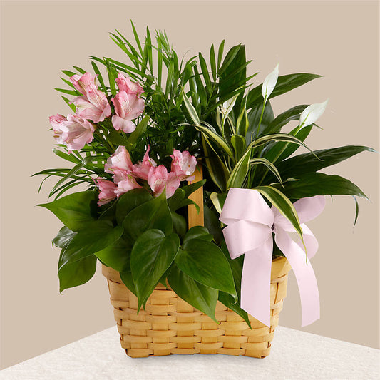 Living Spirit Dishgarden –  Margartia Flowers, Jersey City NJ