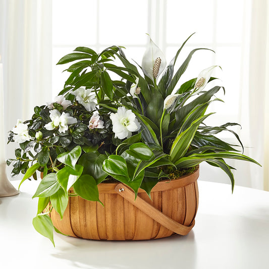 Serene Dishgarden –  Margartia Flowers, Jersey City NJ