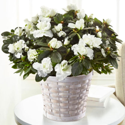 White Azalea Plant –  Margartia Flowers, Jersey City NJ