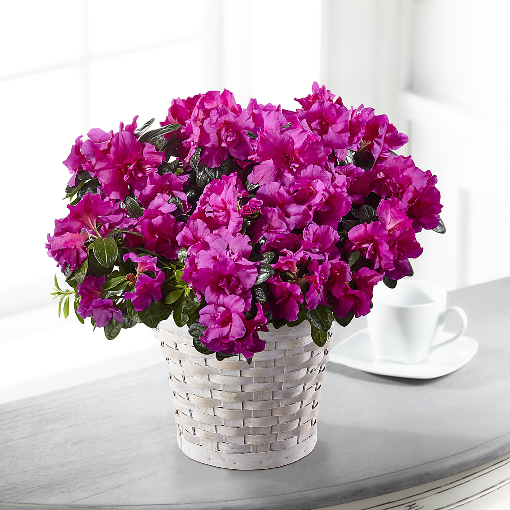 Hope & Serenity Azalea Plant –  Margartia Flowers, Jersey City NJ
