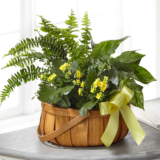 Always Dear Dishgarden –  Margartia Flowers, Jersey City NJ