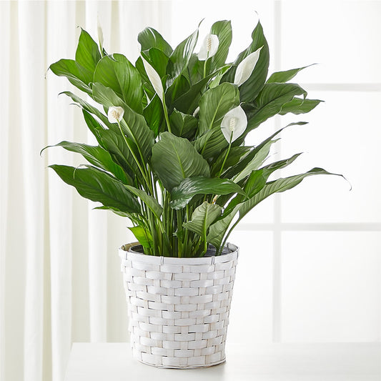 A New Leaf Peace Lily –  Margartia Flowers, Jersey City NJ