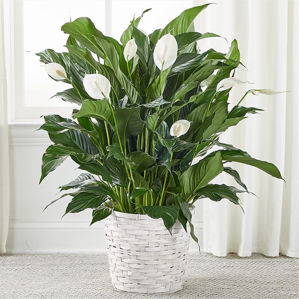 A New Leaf Peace Lily –  Margartia Flowers, Jersey City NJ