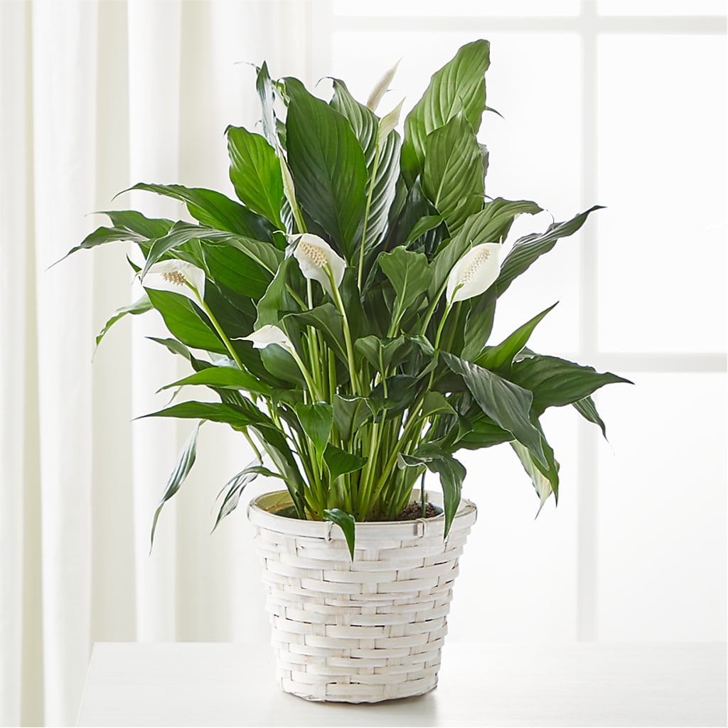 A New Leaf Peace Lily –  Margartia Flowers, Jersey City NJ