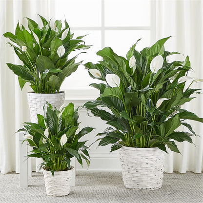 A New Leaf Peace Lily –  Margartia Flowers, Jersey City NJ