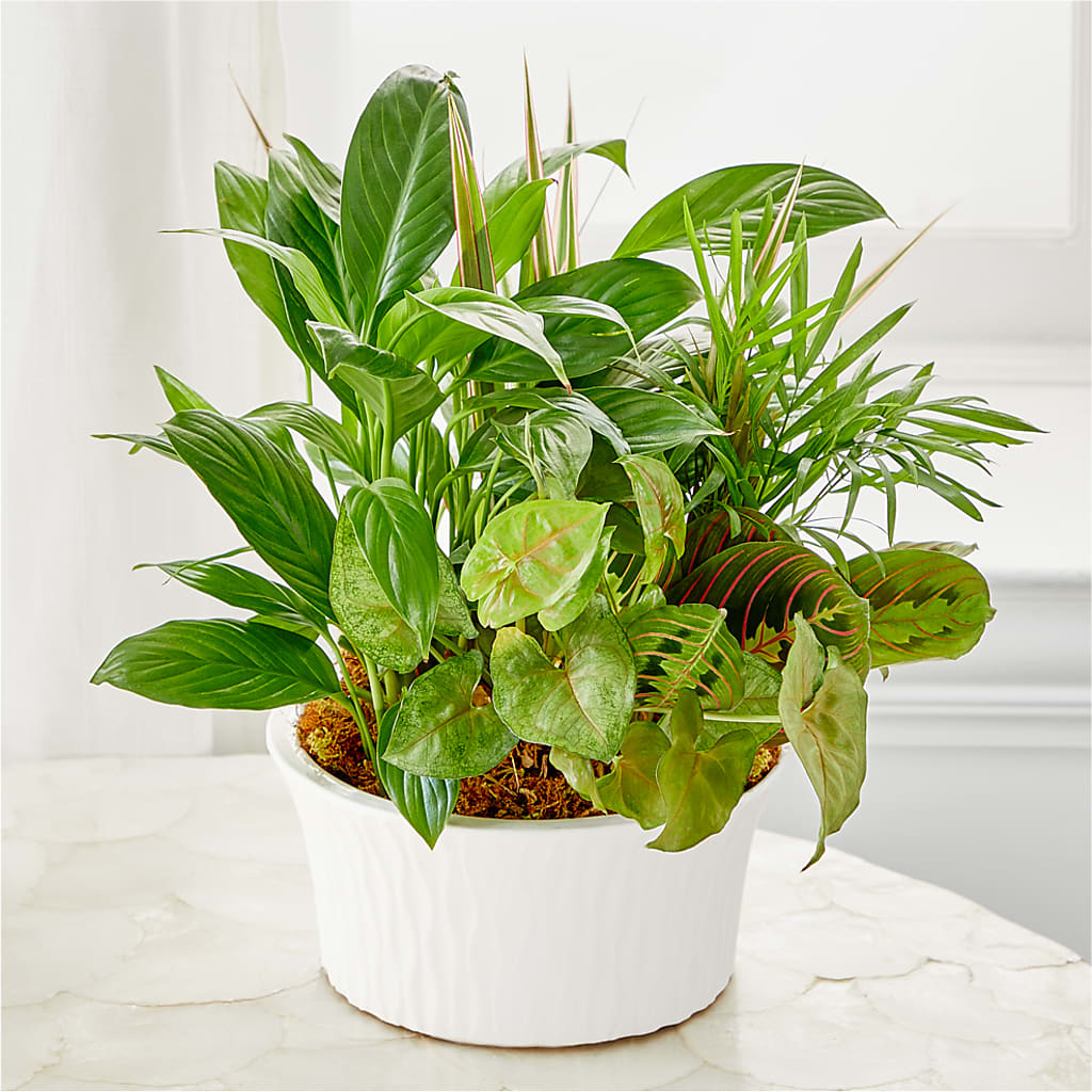 Balance & Harmony Dishgarden –  Margartia Flowers, Jersey City NJ