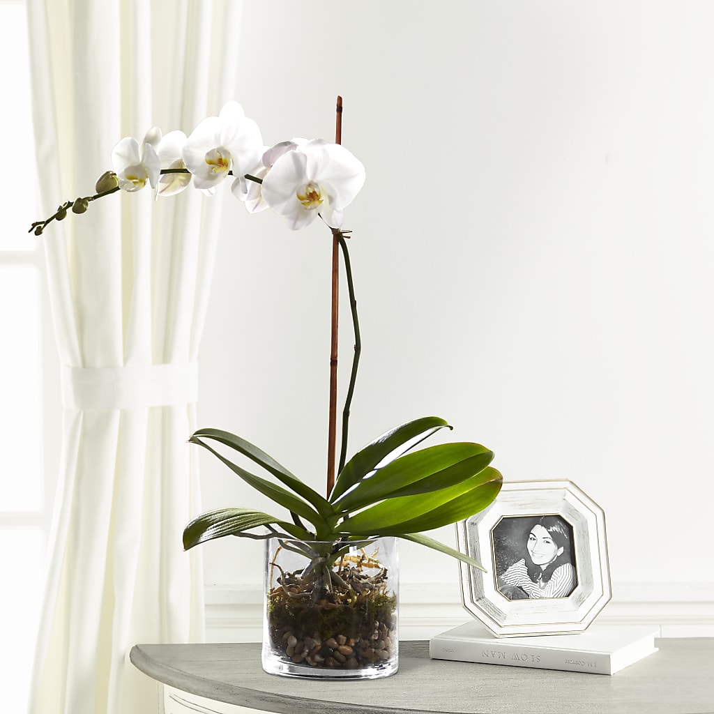 White Orchid Planter –  Margartia Flowers, Jersey City NJ