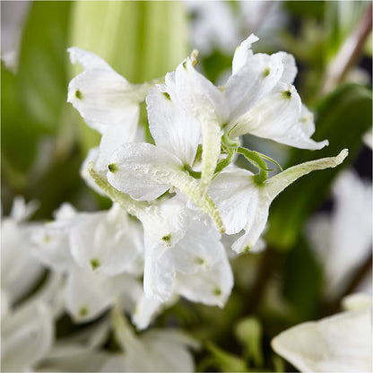 Classic Ivory – A Florist Original –  Margartia Flowers, Jersey City NJ