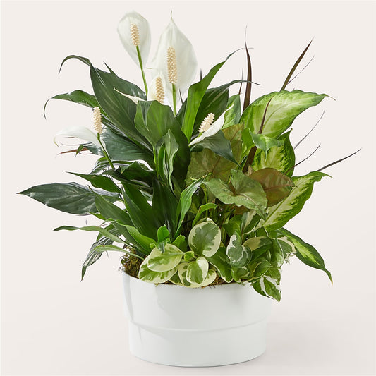 Radiating Positivity Dishgarden –  Margartia Flowers, Jersey City NJ